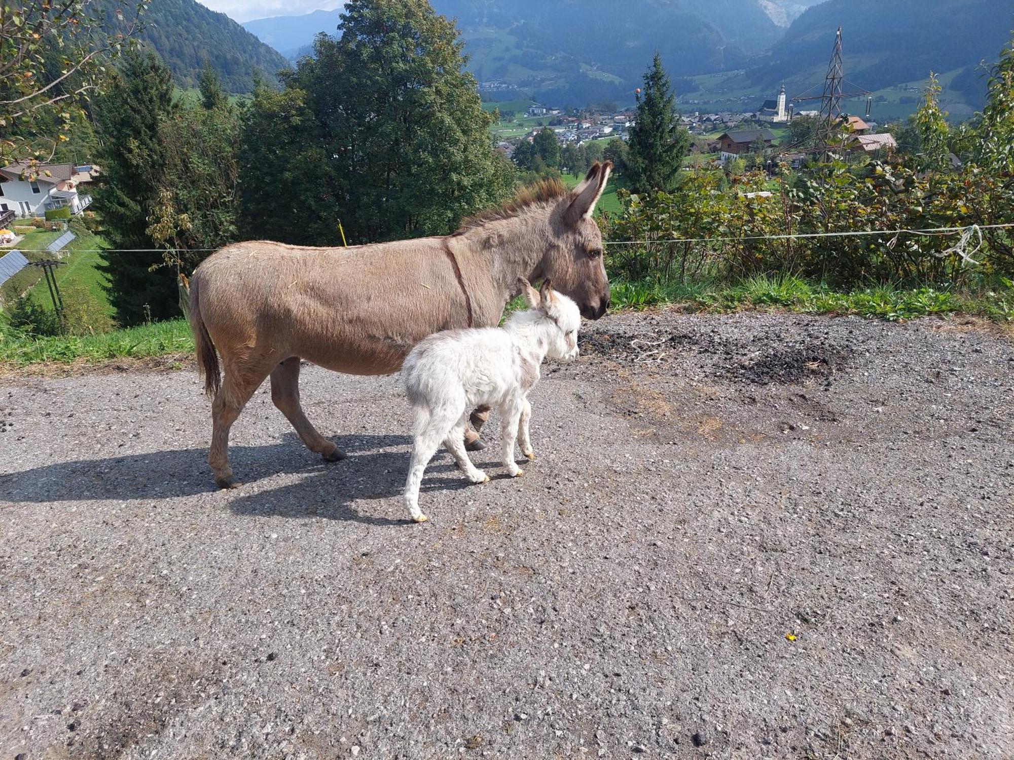 Klockergut Villa Sankt Veit im Pongau Exterior foto